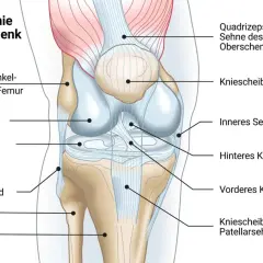 Anatomie des Kniegelenks: Sehnen, Bänder und Knochen. Die Quadrizepssehne ist Teil der Oberschenkelmuskulatur.