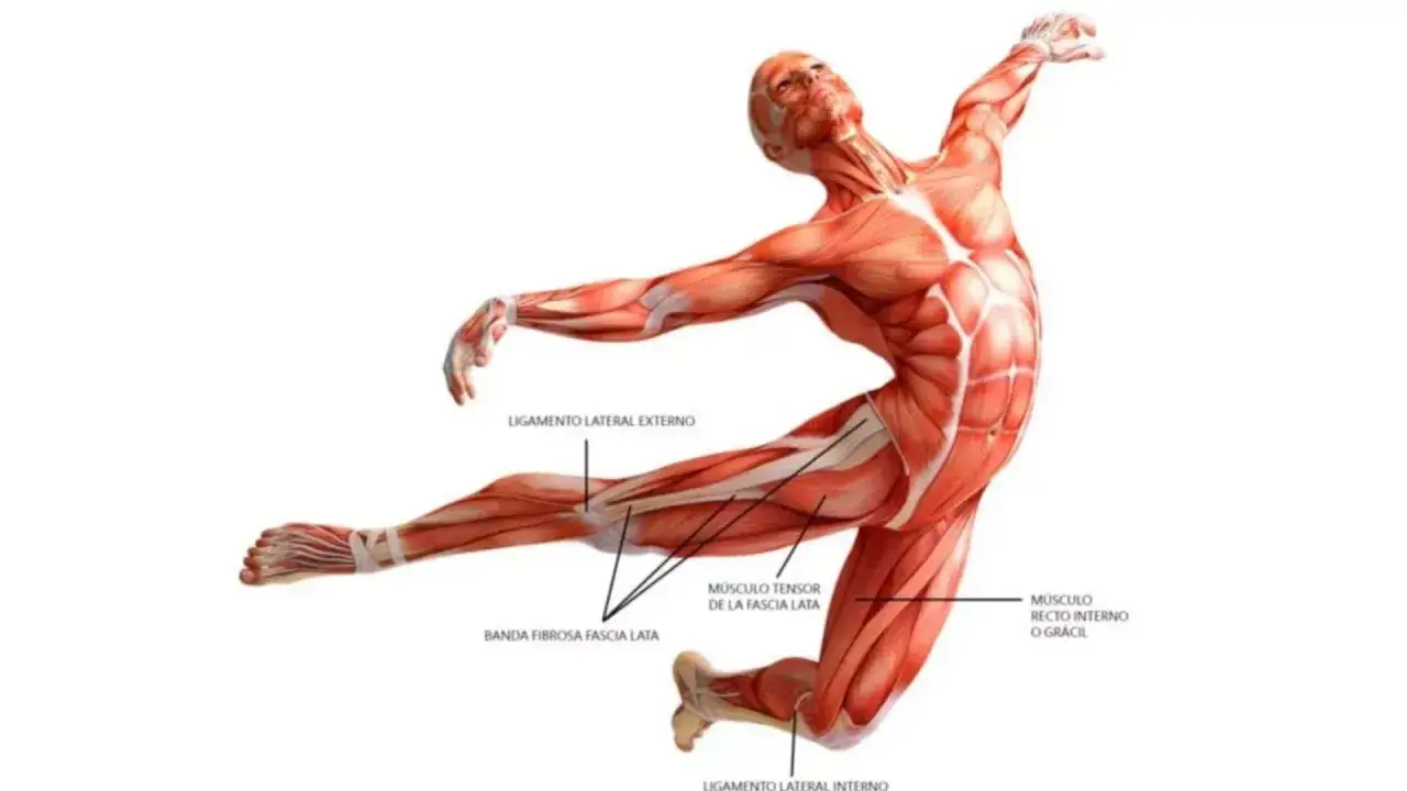Anatomische Darstellung eines tanzenden Mannes, der die myofaszialen Ketten und Muskeln des Beins zeigt.