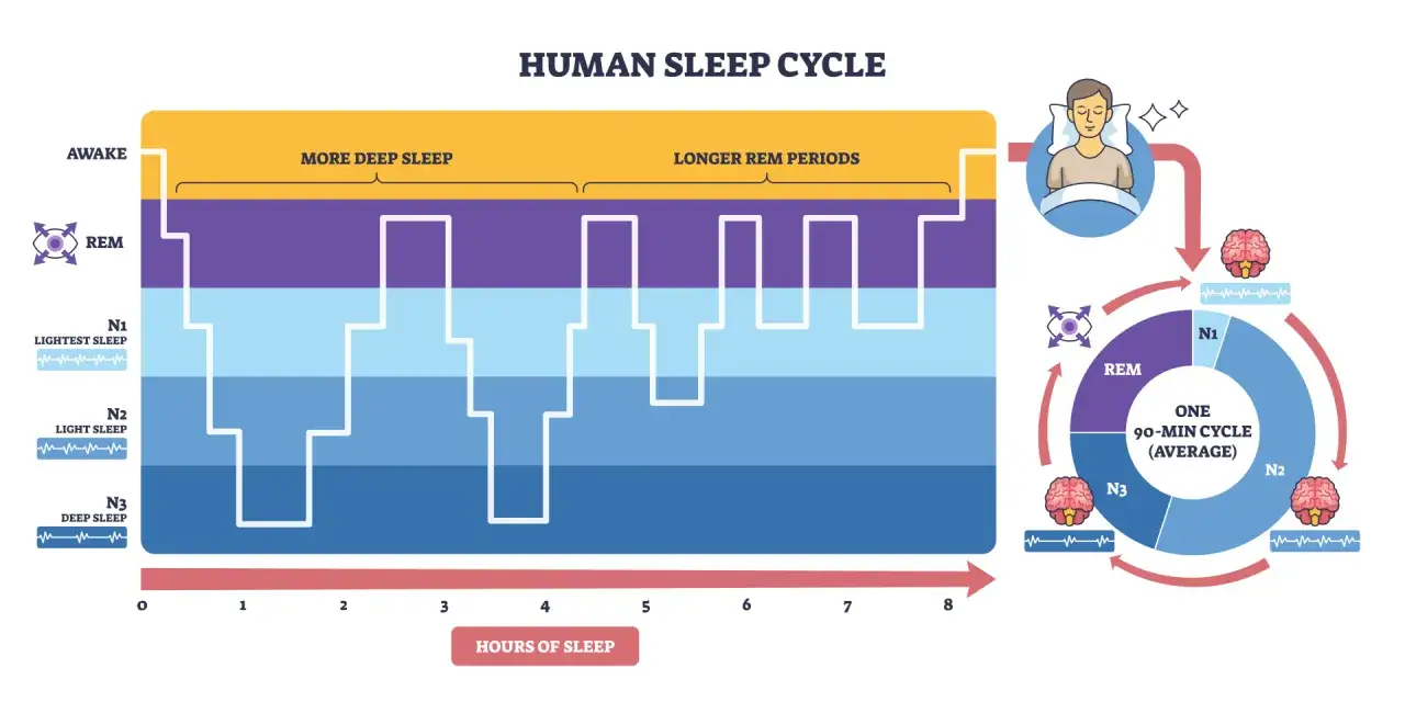 Schlafphasen-Diagramm: Warum wache ich immer um 3 Uhr auf? Zeigt Schlafzyklen, Tiefschlaf und REM-Phasen.