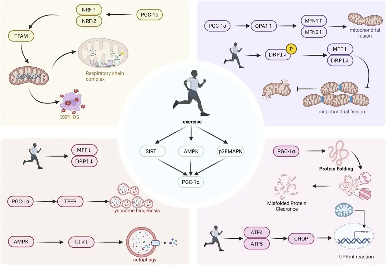 Bewegung fördert Mitochondrien Training: PGC-1α, AMPK & Co. steuern Fusion, Spaltung, Lysosomenbildung, Autophagie & Protein-Homöostase.
