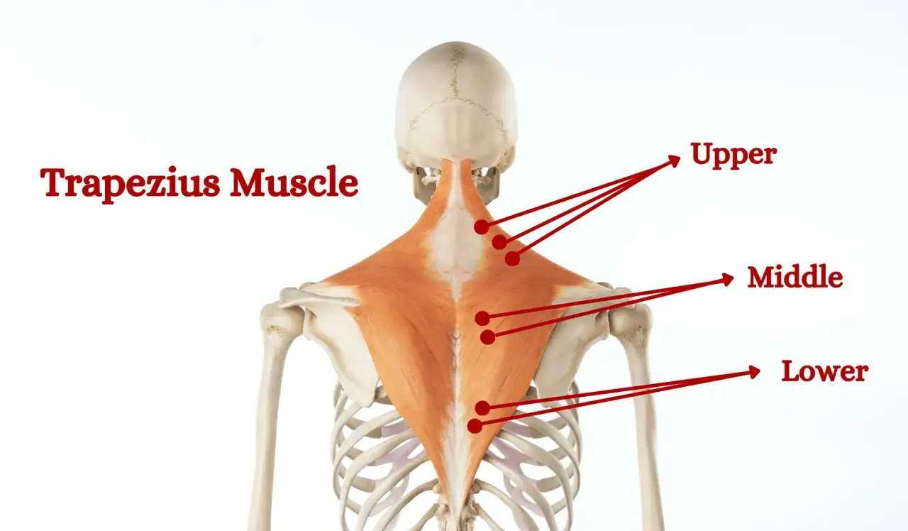 Anatomische Darstellung des Trapezmuskels, der bei Verspannungen Schmerzen im Nacken und oberen Rücken verursachen kann. Beschriftungen zeigen obere, mittlere und untere Bereiche.