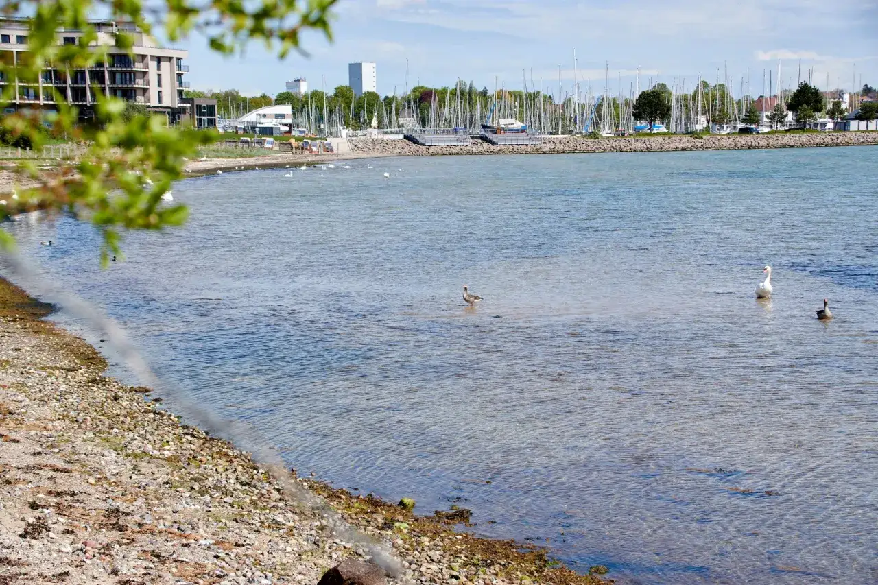 Enten und Schwäne im Wasser vor Neustadt. Ein idyllischer Europalauf-Moment am Meer mit Segelbooten im Hintergrund.